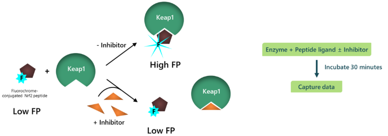 Keap1：Nrf2抑制剂筛选检测试剂盒：现货促销，一站购齐