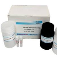 SDS-PAGE凝胶制备试剂盒（分离胶浓度：12%），DDM1559A