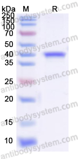 佰乐博生物蛋白抗体 —— Recombinant&nbsp;Yersinia enterocolitica Invasin Protein重组小肠结肠炎耶尔森菌侵袭素蛋白｜科研实验优选蛋白抗体