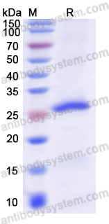 佰乐博生物蛋白抗体 —— Recombinant Pseudomonas aeruginosa LasR Protein 重组铜绿假单胞菌LasR蛋白｜科研实验优选蛋白抗体