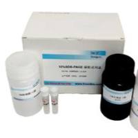 常规WB试剂盒,DDM1554A