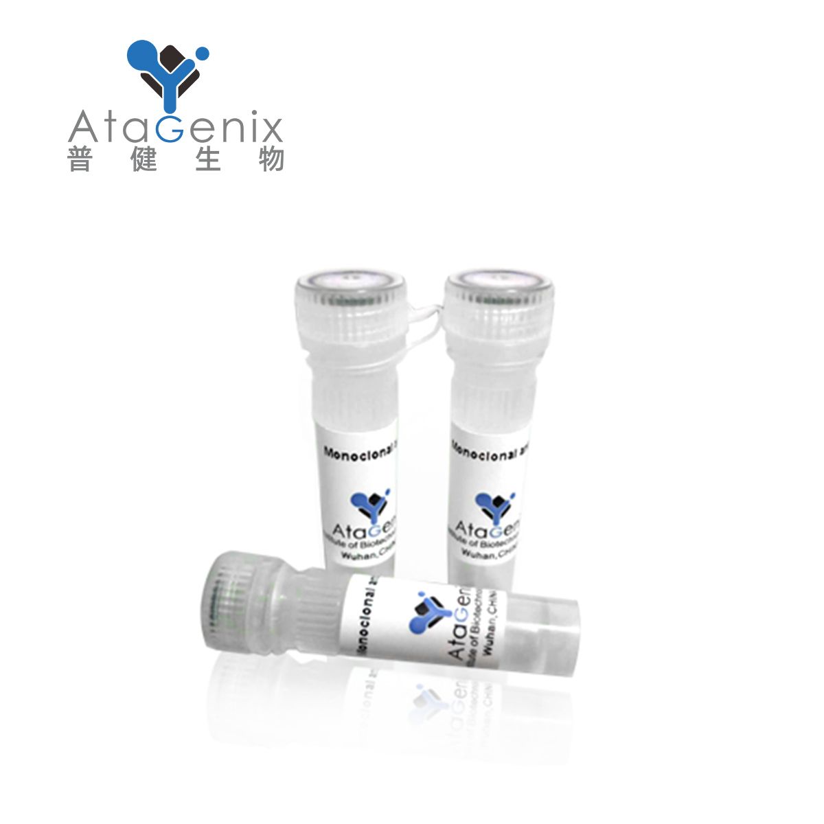 Sulfolobus islandicus rod-shaped virus 1 Uncharacterized protein 179重组蛋白表达