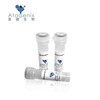 Ippy mammarenavirus RING finger protein Z重组蛋白表达