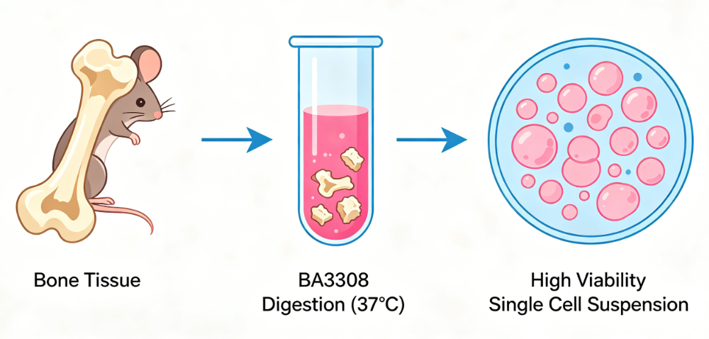 百奥益康骨组织解离试剂盒(BA3308)：高效获取骨组织单细胞