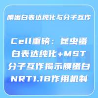 膜蛋白表达纯化与分子互作——Cell重磅：昆虫蛋白表达纯化+MST分子互作揭示膜蛋白NRT1.1B作用机制