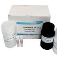 SDS-PAGE凝胶制备试剂盒（分离胶浓度：15%），DDM1560A
