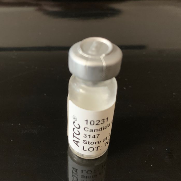 ATCC 10231白色念珠菌标准菌株
