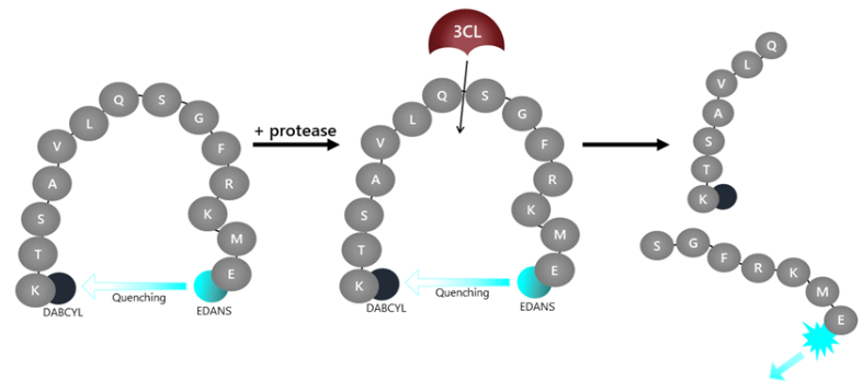 无标签3CL蛋白酶检测试剂盒:真现货,真促销,不玩虚的 无标签3CL蛋白酶检测试剂盒:真现货,真促销,不玩虚的