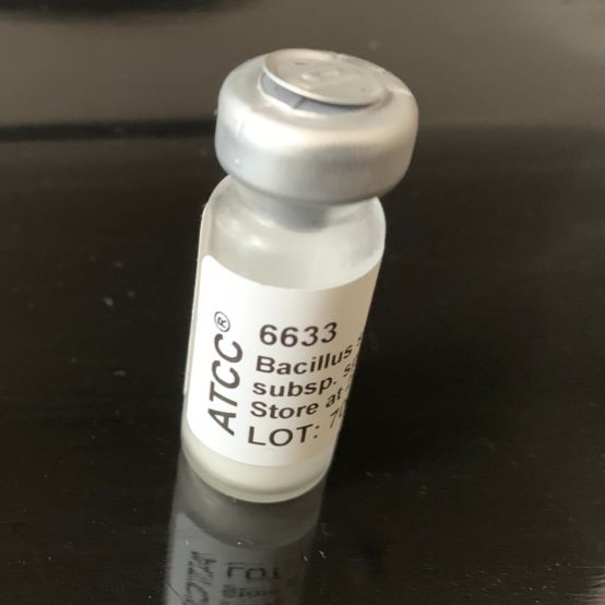 ATCC 6633 枯草芽孢杆菌标准菌株