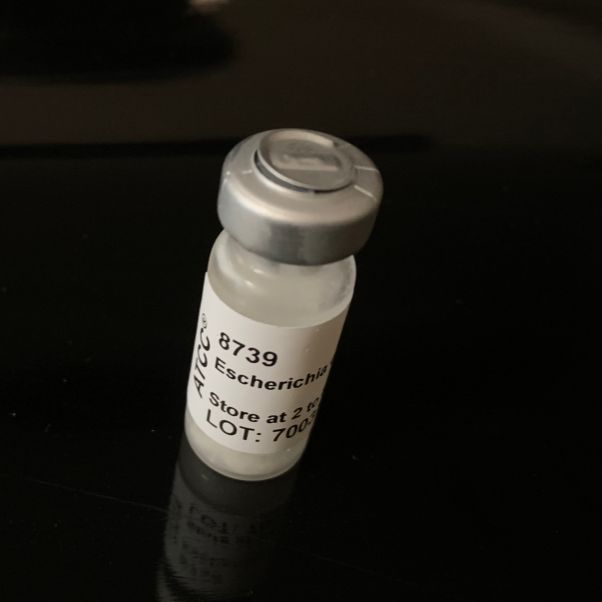 ATCC 8739 大肠埃希标准菌株