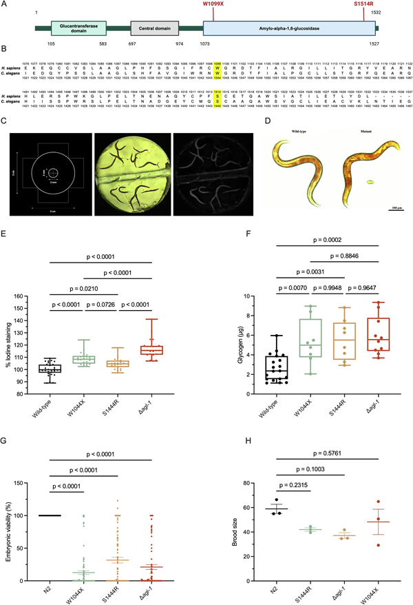 WMicrotracker小动物活动力分析系统文章分享，加拿大科研小组发表在Communications Biology 上 “CHK1 inhibition rescues abnormal glycogen buildup in a Caenorhabditis elegans model for glycogen storage disease III”