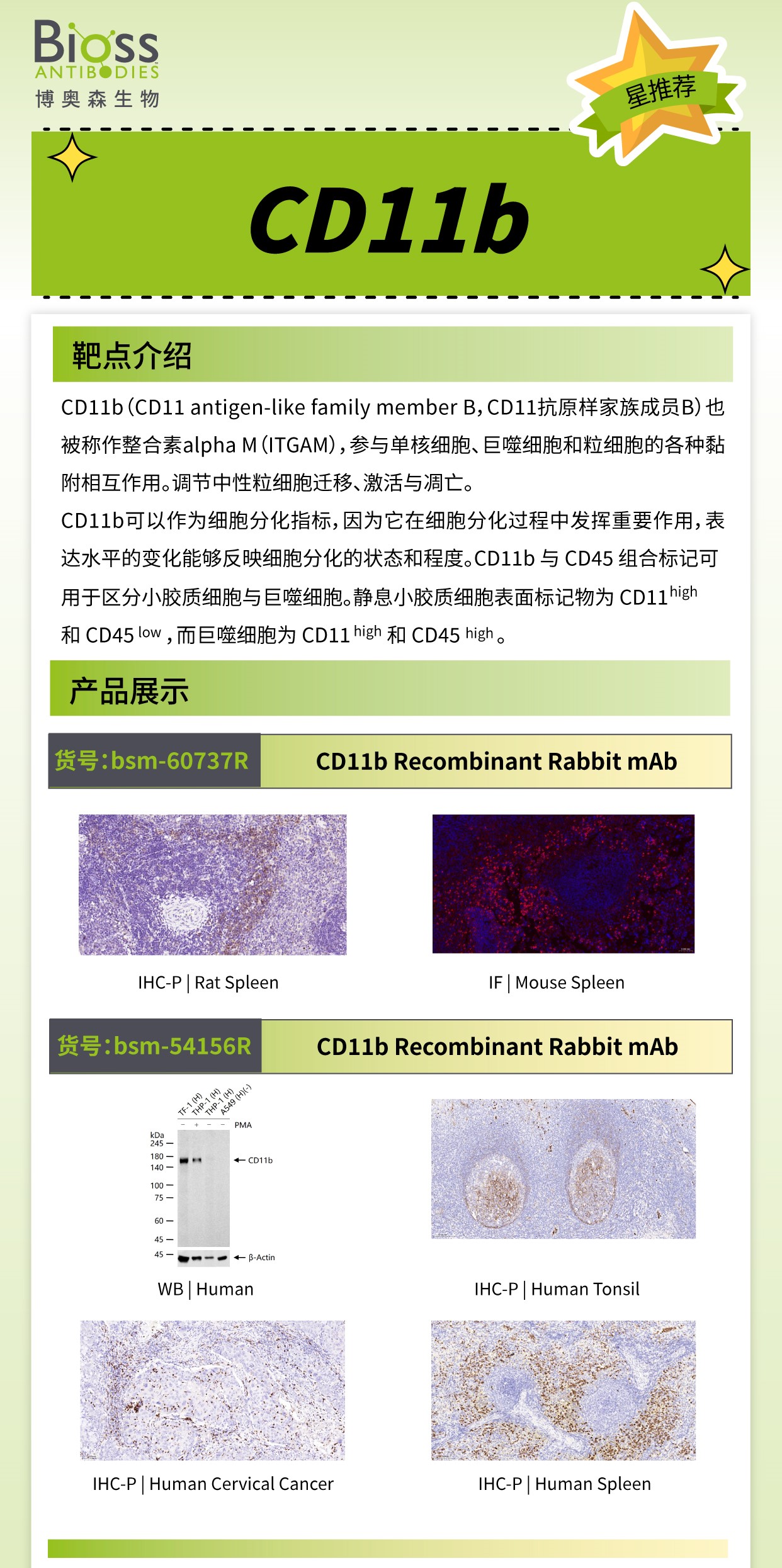 博奥森星推荐 | CD11b 抗体
