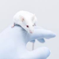 肠动力 / 功能性肠病动物实验研究综合解决方案