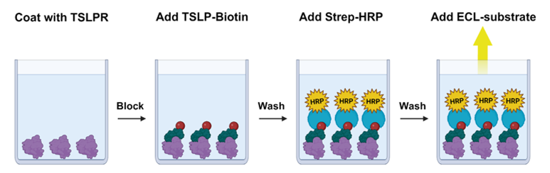 TSLPR：TSLP生物素化抗体筛选化学发光检测试剂盒：现货促销，错过等一年！