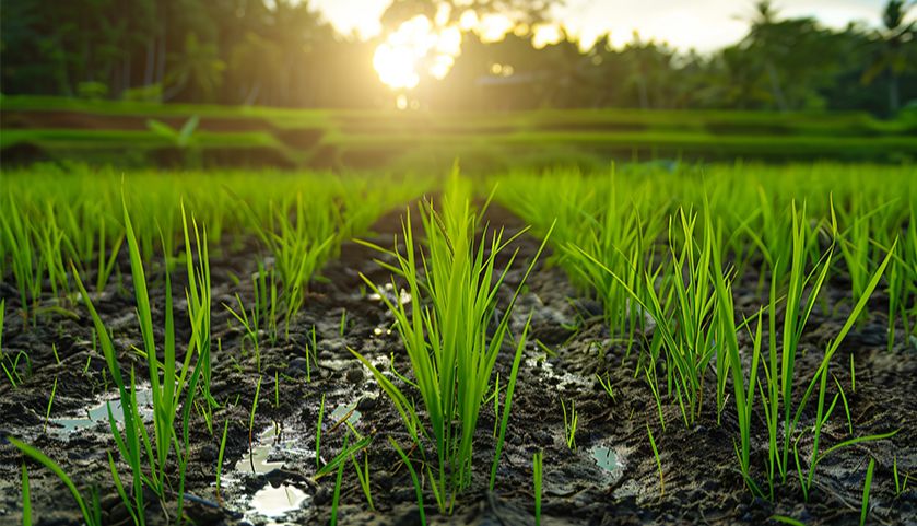 菲优特检测：农林科研领域的精准检测合作伙伴