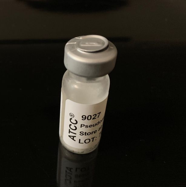 ATCC 9027铜绿假单胞 菌标准菌株