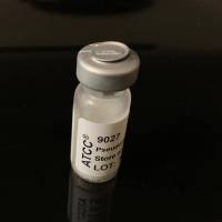 ATCC 9027铜绿假单胞 菌标准菌株