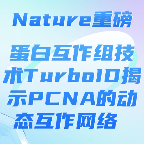 Nature重磅:蛋白互作组技术TurboID揭示PCNA的动态互作网络