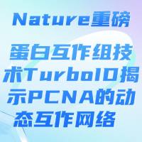 Nature重磅：蛋白互作组技术TurboID揭示PCNA的动态互作网络 