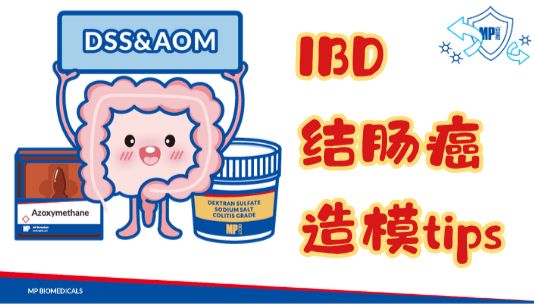 实验攻略：掌握这些DSS/AOM操作细节，结肠炎模型稳了！