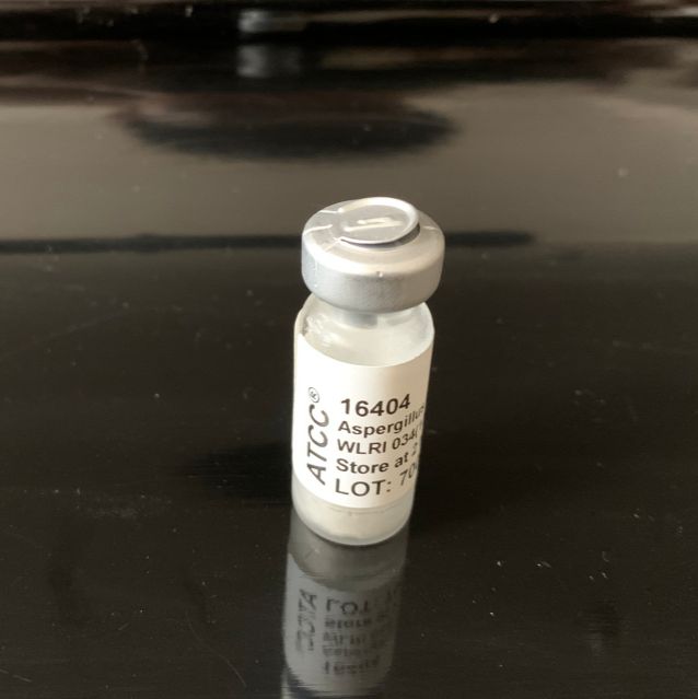 ATCC 6538 金黄色葡萄球 菌标准菌株