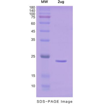 Recombinant Human IL28A/IFNL2 protein