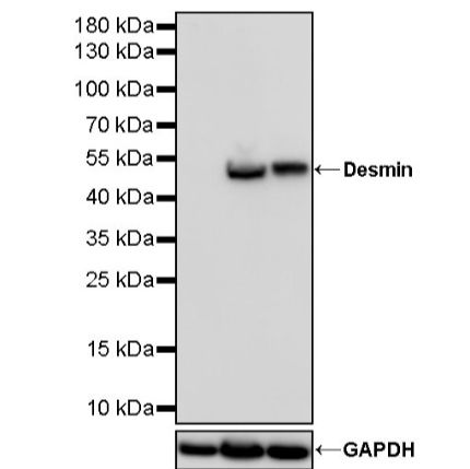 GST Tag Recombinant Rabbit mAb (Alexa Fluor® 488 Conjugate) (S-372-19)-2
