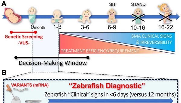 一条斑马鱼拯救两个新生儿！斑马鱼首次用于SMA临床决策，破解基因变异“悬案”