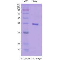 Recombinant Human IL24 protein