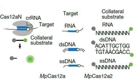 CRISPR家族惊现“特洛伊木马”：新型蛋白Cas12a3借病毒之手，切断生命生产线