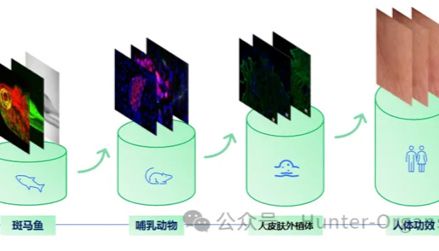 如何用斑马鱼+多组学发高分文章？研究思路进阶指南来了！
