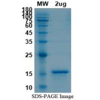 Recombinant Human IL26 protein
