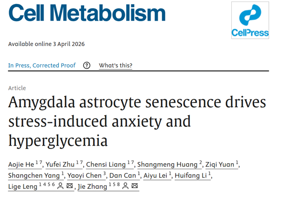 客户文章【Cell Metabolism】丨杏仁核星形胶质细胞衰老介导慢性应激下焦虑与高血糖