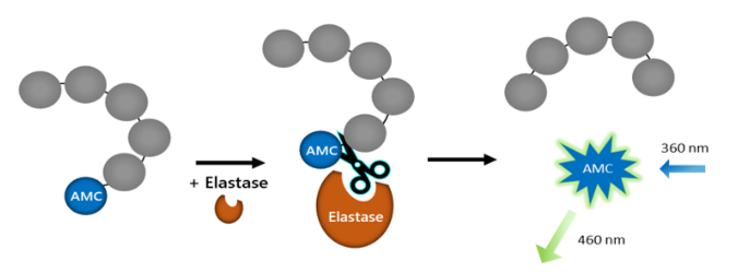 中性粒细胞弹性蛋白酶抑制剂筛选检测试剂盒:现货促销,高效实验加速 中性粒细胞弹性蛋白酶抑制剂筛选检测试剂盒:现货促销,高效实验加速