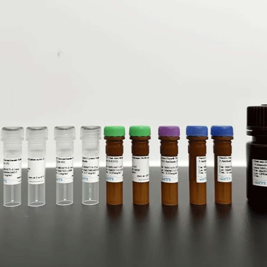 Lamin A/C Recombinant Rabbit mAb (PE Conjugate) (SDT-R041)