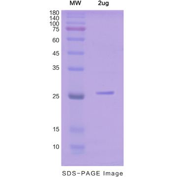 Recombinant Human IL30 protein