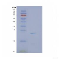Recombinant Interleukin 1 Alpha (IL1a)