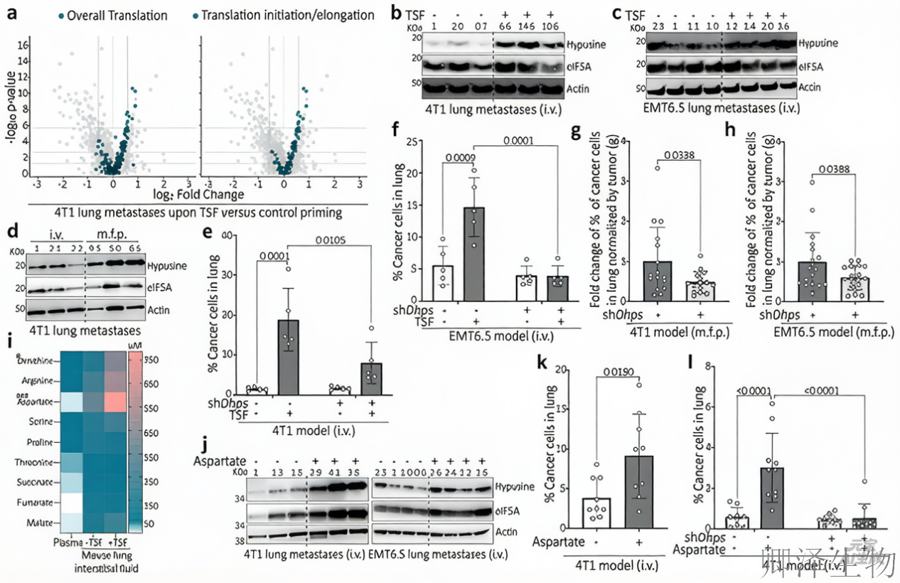 【氨基酸重编程蛋白翻译】 | ：肺部的天冬氨酸，是癌细胞的“转移增强剂”-公司新闻-广州卿泽生物科技有限公司