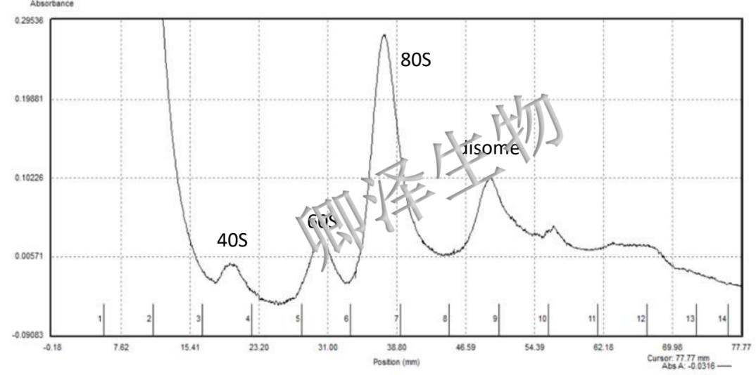 【突破常规Ribo技术瓶颈】卿泽生物Sucrose-Select Ribo-seq 精准捕获80S，数据质量再升级