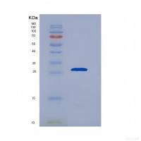 Recombinant Interleukin 29 (IL29)