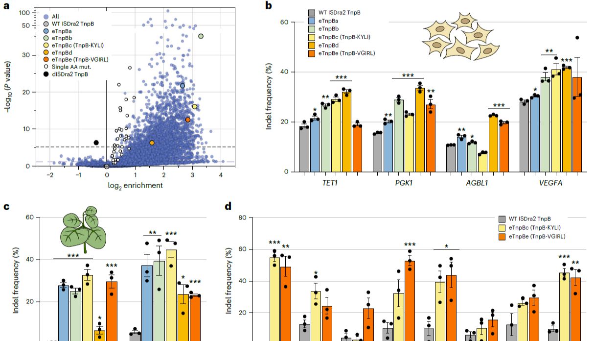 基因剪刀家族迎来“超级迷你版”：改造TnpB，实现高效植物与人类细胞基因编辑