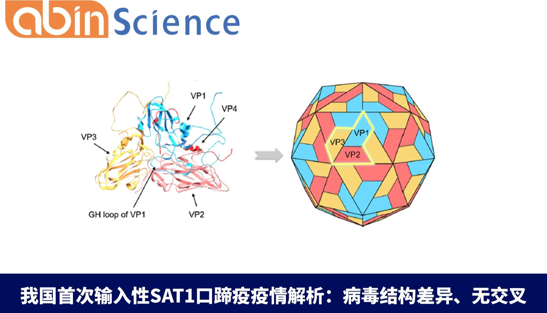 我国首次输入性SAT1口蹄疫疫情解析：病毒结构差异、无交叉保护与应急疫苗防控策略