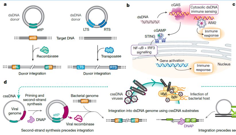 基因编辑新突破！INSTALL技术实现安全、高效的“千字级”基因书写