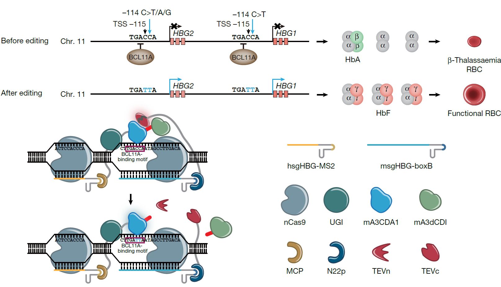 革命性临床突破：碱基编辑首次成功治愈β-地中海贫血