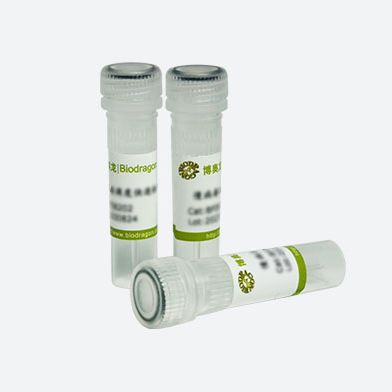 Biodragon博奥龙WB明星产品B1055现货促销Histone H3(1G1)Mouse Monoclonal Antibody博奥龙Biodragon独家总代理19121878899上海睿安生物产品图