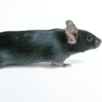 C57老龄鼠18-21月龄 促销