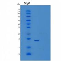 Recombinant Human Interleukin-25/IL25/MYDGF Protein