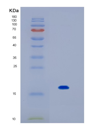 TD-TP02616.jpg