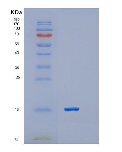 TD-TP02612.jpg