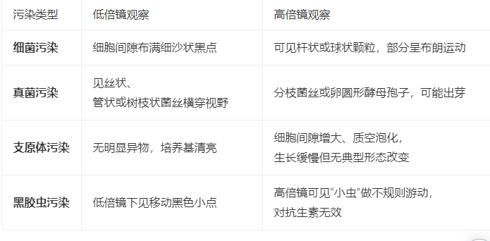 如何早期发现Vero细胞污染